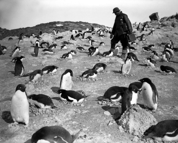 Понтинг и пингвины. Фото из экспедиции Скотта